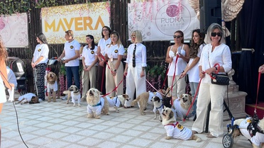 Patipark Hayvanseverler Derneği Ankara'da 2'si engelli 19 köpeği sahiplendirdi