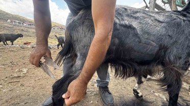Antalya Akseki'de Yörükler keçi kırkımını imeceyle yapıyor, kıllar çöpe gidiyor