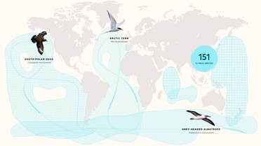 BirdLife raporu, 1843 göçmen kuş türünün yüzde 45'inde popülasyon azalması saptadı