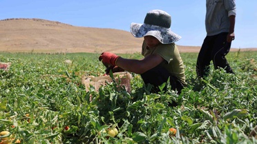 Elazığ'da mevsimlik tarım işçileri sıcakta domates toplayıp ekmek mücadelesi veriyor