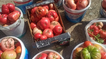 Elazığ'da ata tohum domatesler doğal aromasıyla sofralarda tercih ediliyor