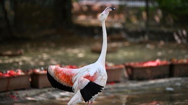 Gaziantep Doğal Yaşam Parkı'nda 4 yavru flamingo dünyaya geldi, sayı 52'ye ulaştı