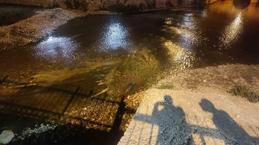 Çarşamba Çayı'ndaki su samuru ailesi, Konya Bozkır'da akşam saatlerinde görüntülendi