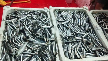 Aydın Didim'de hamsi kotası kapsamında denetim yapıldı, hamsilerin boyları ölçüldü