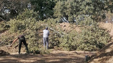 Balıkesir Burhaniye'de kazı alanı genişletilecek, 6 tescilsiz meşe ağacı kesilecek