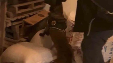 Bingöl'de narkotik operasyonda 39,47 gram esrar ele geçirildi, 1 şüpheli tutuklandı