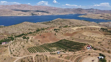 Elazığ Kurtdere'de üzüm hasadı yaklaşırken verim üreticiyi sevindirdi
