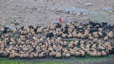 Hakkari'nin Berçelan Yaylası'nda 4 ay kalan göçerler, 900 hayvanı Batman'a götürüyor