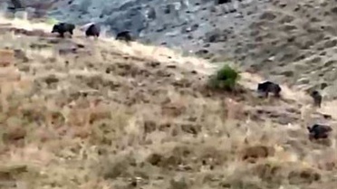 Hakkari Yüksekova'daki elma bahçesini domuz sürüleri hasada 10-15 gün kala ziyan etti