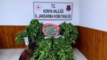 Jandarma Konya Ereğli'de 35 kök kenevir ele geçirdi, 1 şüpheli gözaltında