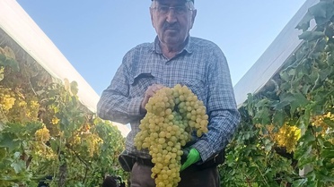 Manisa Sarıgöl'de bağda 5,5 kiloluk dev üzüm salkımı görenleri şaşırttı