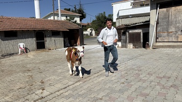 Damadın çocukluk arkadaşı Tekirdağ'daki düğünde çifte altın yerine buzağı hediye etti