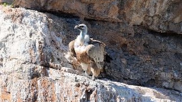 Artvin'de kızıl akbabaların beslenme ve dinlenme anları görüntülendi