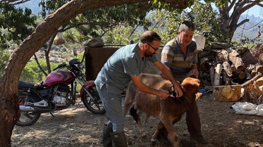 Aydın Söke'de ilçe tarım ekipleri büyükbaş hayvanlar için sonbahar şap aşısı yapıyor