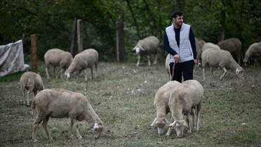 Düzce'de genç besici İsrafil Çakmak, fabrika işinin yanında 100 küçükbaş yetiştiriyor