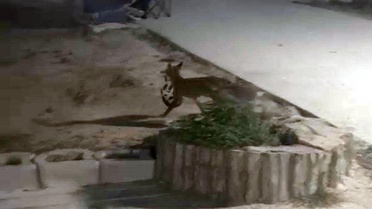 Edirne'de yavru tilki, bisikletçinin kaskını alıp kameraya yakalandı