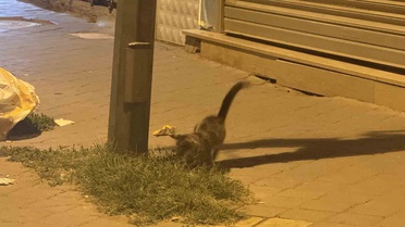 Iğdır'da kedi, fareyle yaklaşık 20 dakika oynadı; fare ölü taklidi yapıp kurtulamadı