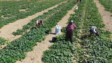 İzmir Ödemiş'te salatalık güz hasadı başladı, fiyatlar 5 liraya geriledi