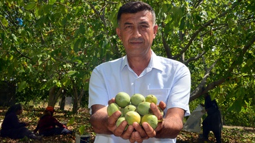 K.Maraş Çağlayancerit'te coğrafi işaretli cevizde hasat başladı, 8 bin ton bekleniyor