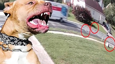 Kamyon kasasından düşen 7 pitbull cinsi köpek çevredeki insanlara saldırdı: 4 yaralı