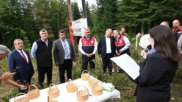 Kastamonu Şenpazar'da 3 üreticinin aronya hasadı başladı, 7 ton rekolte bekleniyor