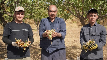 Siirt'te hırsızlık endişesi fıstık hasadını 10-15 gün öne çekti