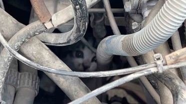Sivas'ta motor aksamında sıkışan yavru kedi itfaiye ekiplerince kurtarıldı