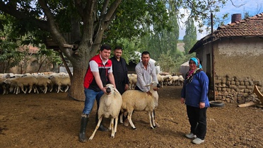 Yozgat Sorgun'da hayvan dağıtımı başladı, 95 koyun ve 5 koç yetiştiricilere veriliyor