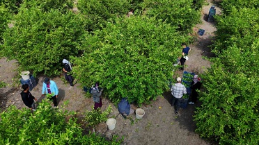 Karadeniz'de gemi trafiği durunca Adana'da limon üreticisi alıcı bekliyor