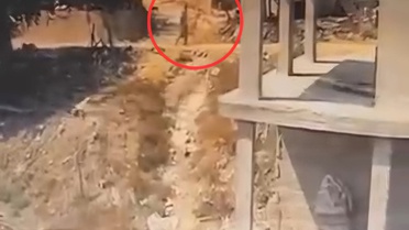 Adana Sarıçam'da köpeğe sopayla şiddet anları kameraya yansıdı, soruşturma başlatıldı