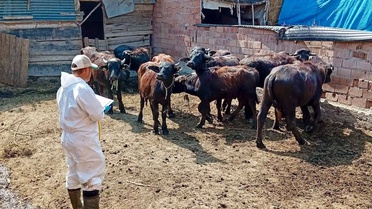 Çay İlçe Tarım ekipleri Deresinek ve Eber'de büyükbaşlara şap ve brusella aşısı yaptı