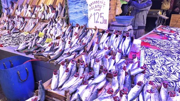 Eskişehir'de balıkçı, palamut bolluğunun yanında hamsinin de bol olduğunu söyledi