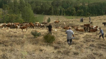 Bayburt Aydıntepe'de yonca otlatımında hayvanlarda şişkinliğe karşı uyarı yapıldı