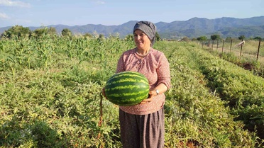Beyağaç'ta üretici Parıldayan, 10 ton Pijamalı karpuz hasat etti