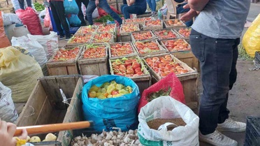 Diyarbakır Çüngüş'te ata tohumu domates hasadı başladı, 20-30 liradan satılıyor
