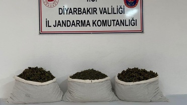 Diyarbakır'da jandarma 25 şüpheliye işlem yaptı, 253 bin 752 kök kenevir ele geçirildi