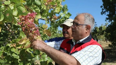 Elazığ'da 45 üreticinin Antep fıstığı hasadı başladı, 38,4 ton rekolte bekleniyor