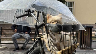 Eskişehir'de hayvansever, yağmurda sepetindeki minik köpeğine şemsiye açtı