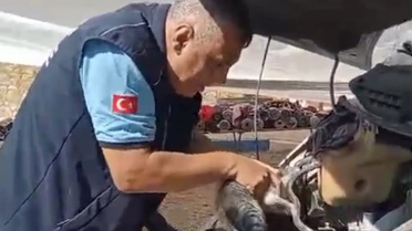 Gaziantep İslahiye'de motoruna sıkışan yavru kediyi zabıta ve itfaiye 45 dakikada kurtardı
