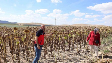 Karapınar'da ayçiçeği ve patates hasadını İlçe Tarım Müdürü İsmail Filikci inceledi