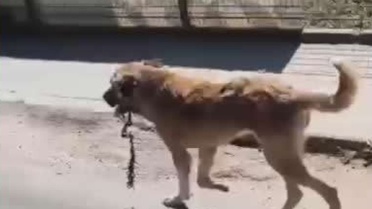 Ordu Aybastı'da ağzına çengel takılan köpek tedaviye alınıp çengeli çıkarıldı