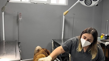 Ordu Aybastı'da çenesine demir batan sahipsiz köpek tedavi için hastaneye getirildi