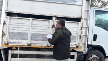 Sapanca'da jandarma kontrolünde 11 küçükbaş hayvan belgesiz sevk edilirken yakalandı