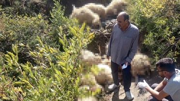 Tunceli Ovacık'ta yaylada paniğe kapılan sürüdeki izdiham 40 koyunu telef etti