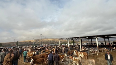 Yozgat'ta şap nedeniyle tüm hayvan pazarları ikinci talimata kadar kapalı kalacak