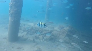 Antalya Kemer'de dalgıçların görüntülediği çizgili papaz balığı makaleyle duyurulacak