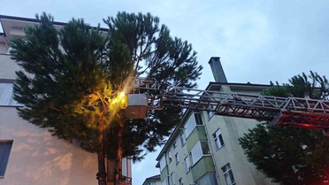 Bartın'da sağanaktan kaçıp ağaca çıkan kedi itfaiye ekiplerince indirildi