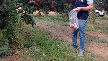 Denizli Çivril'de elma bahçelerinden hasat öncesi pestisit numunesi alınıyor