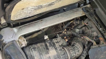 Erzincan'da Yeni Sanayi Sitesi'nde aracın motoruna sıkışan yavru kedi kurtarıldı