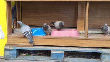 Sokak kedileri için konulan mama Eskişehir'de üşüyen güvercinlere yem oldu